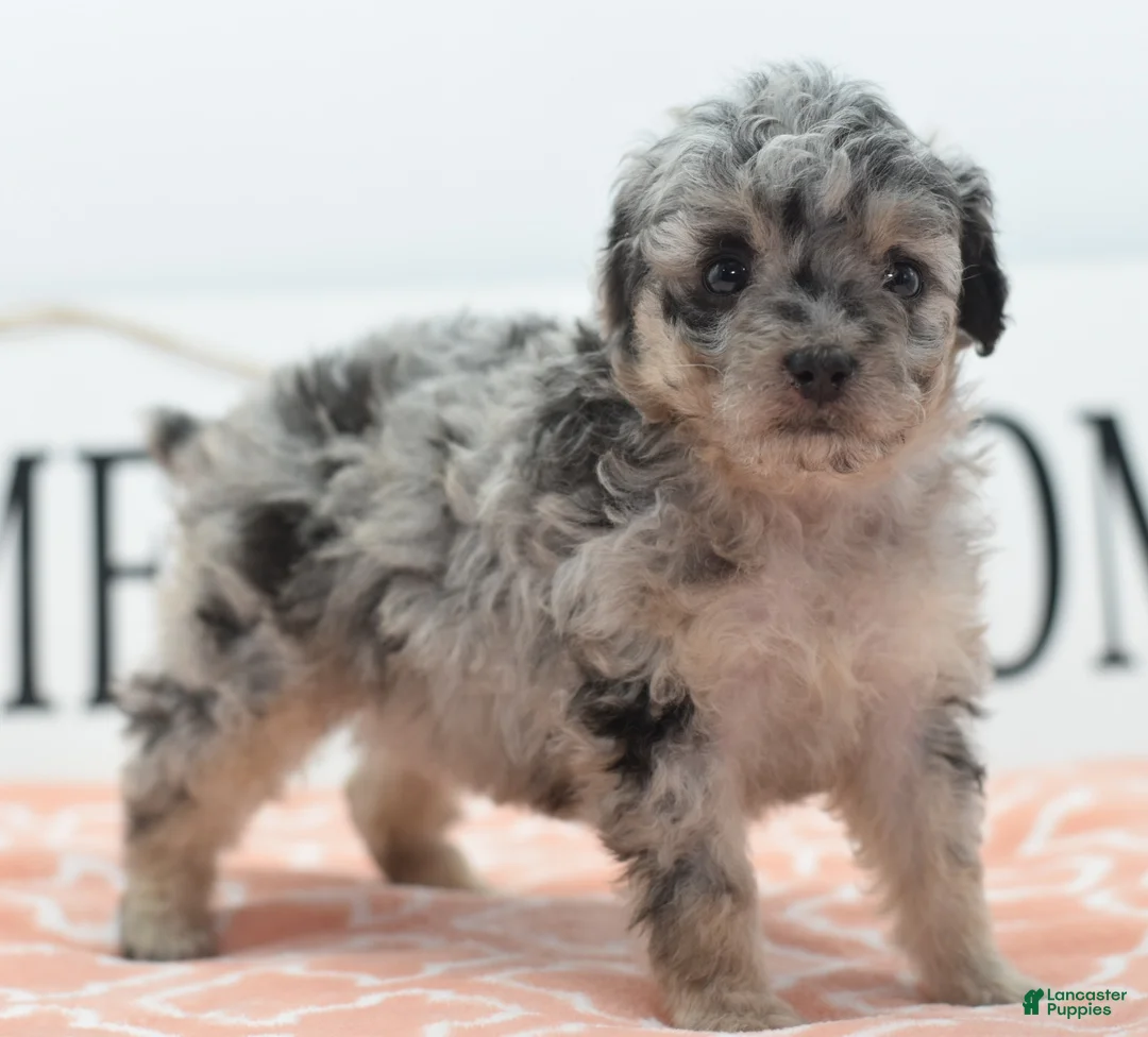 Toy Poodle dogs for sale: Bailey  - Ad 2