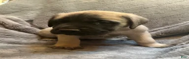 English Mastiff Puppy 7