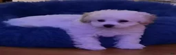 Maltipoo dogs for sale: Sophie - Ad 4