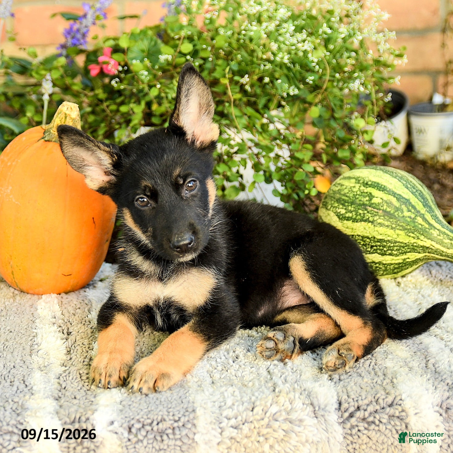 Gerberian Shepsky dogs Tessa - Ad 2