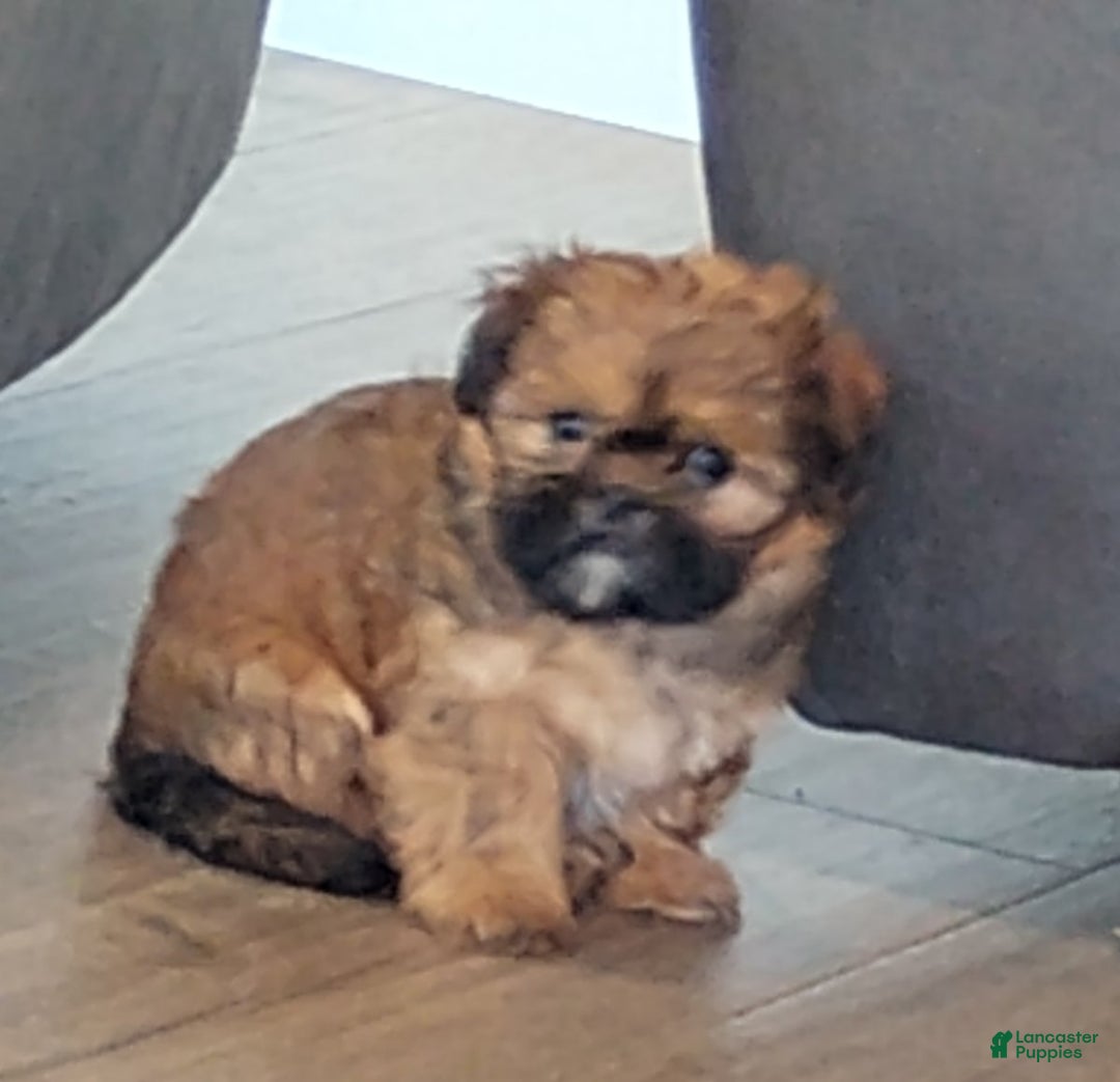 Shih Tzu Tibetan Spaniel Shedding Nora For Sale In Fresno