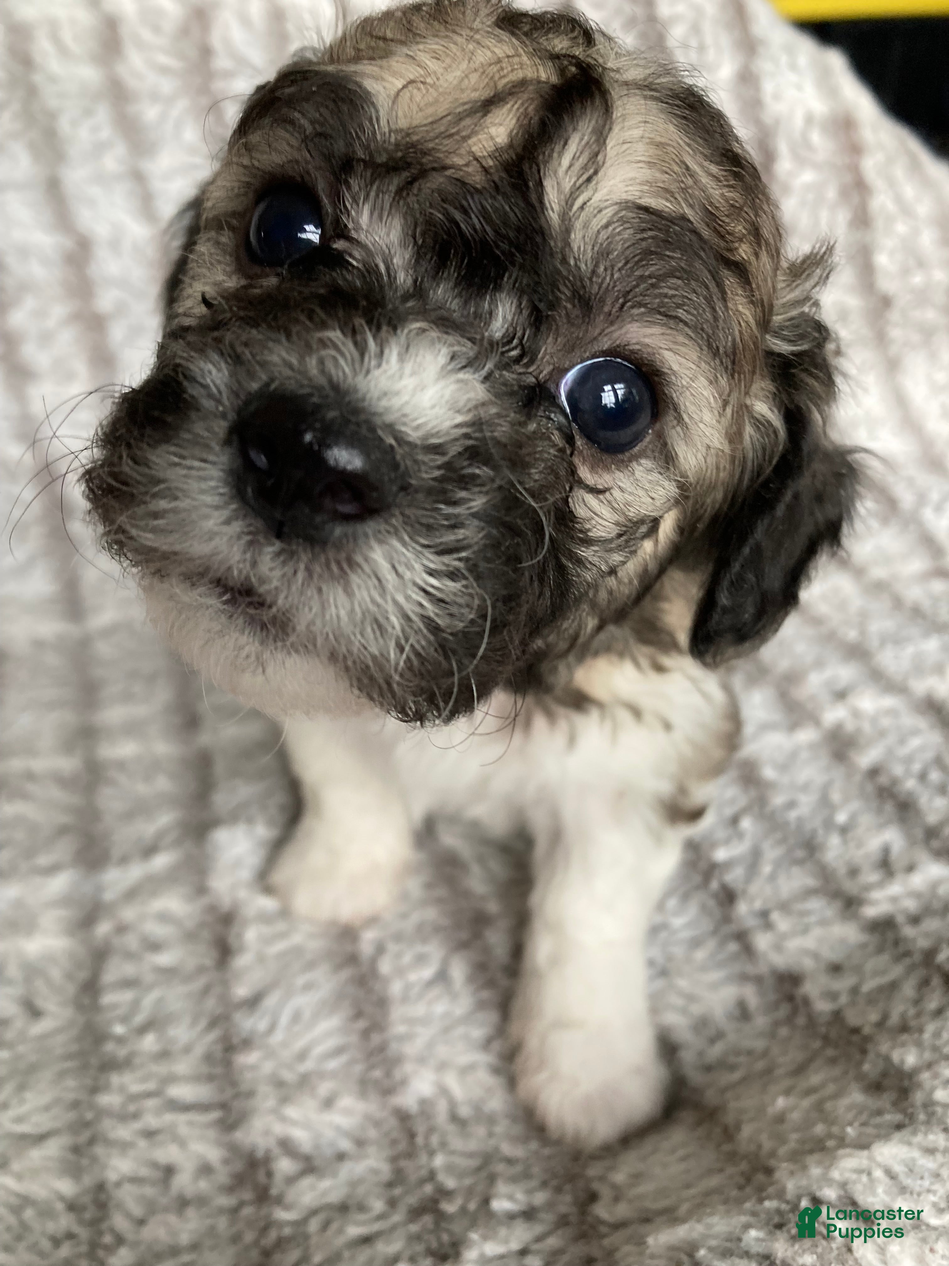 Mixed Breed dogs Lexi - Ad 2