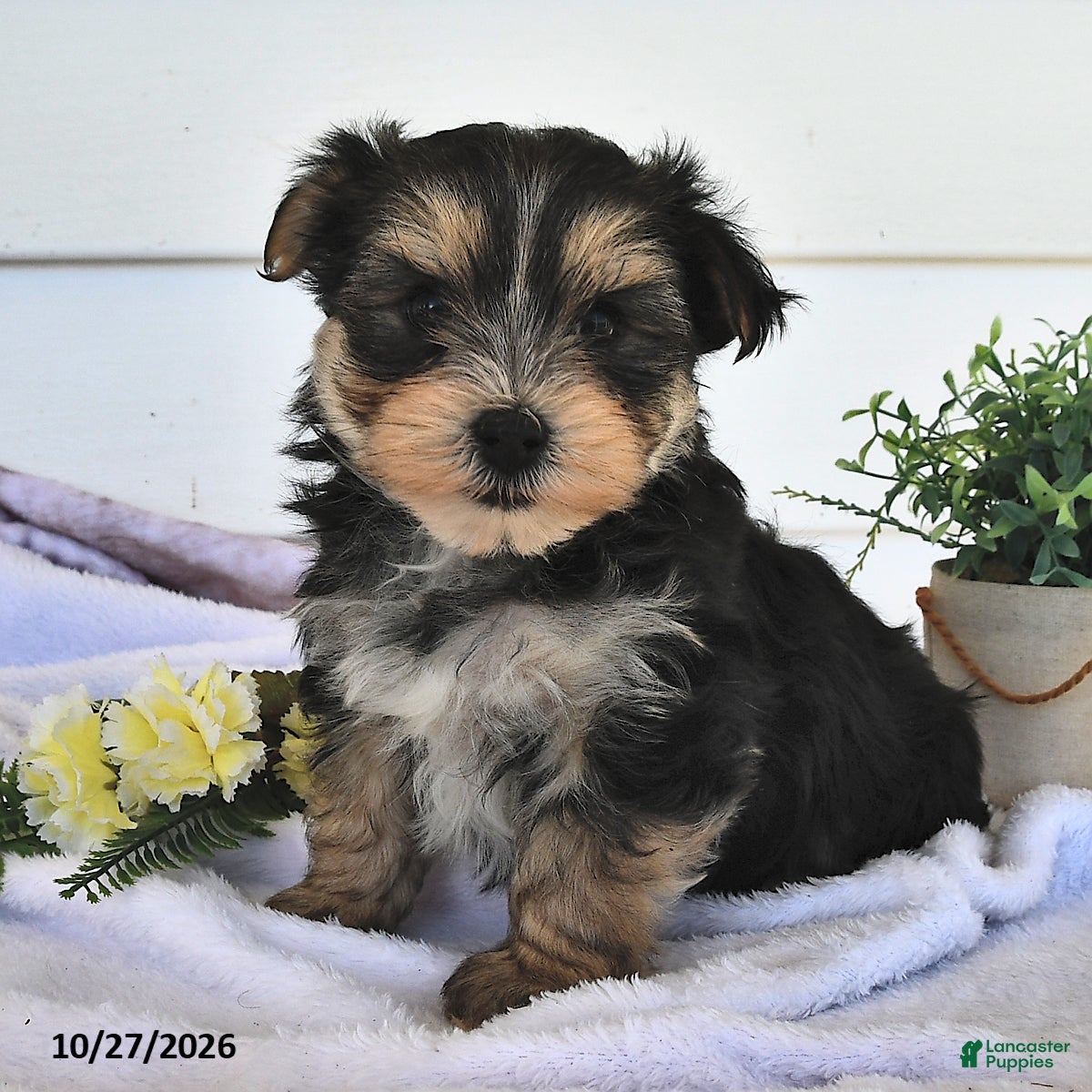 Morkie dogs for sale: Muff  - Ad 2