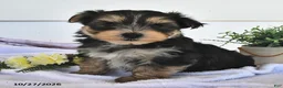 Morkie dogs for sale: Muff  - Ad 2