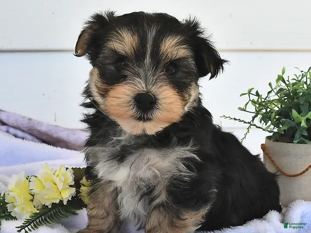 Morkie dogs for sale: Muff - Ad 2