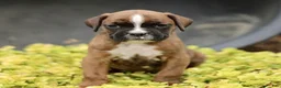 Boxer dogs for sale: Turner  - Ad 4