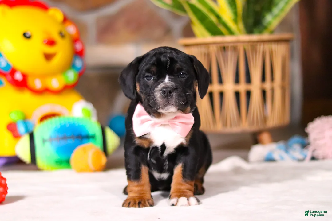 Beabull dogs for sale: Faith - Ad 10