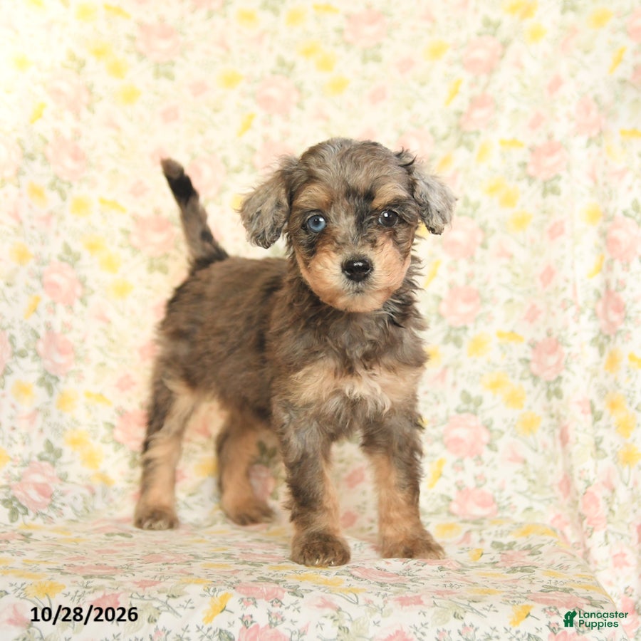 Mini Goldendoodle dogs for sale: Olivia - Ad 1