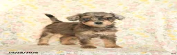 Mini Goldendoodle dogs for sale: Olivia - Ad 1