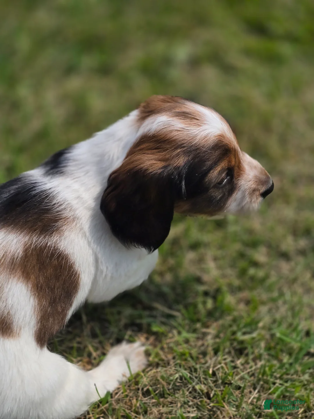 Miniature Dachshund dogs for sale: Grizz - Ad 1