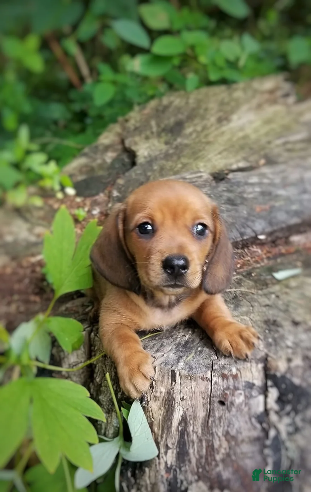 Miniature Dachshund dogs for sale: Miniature Dachshund 1 - Ad 8
