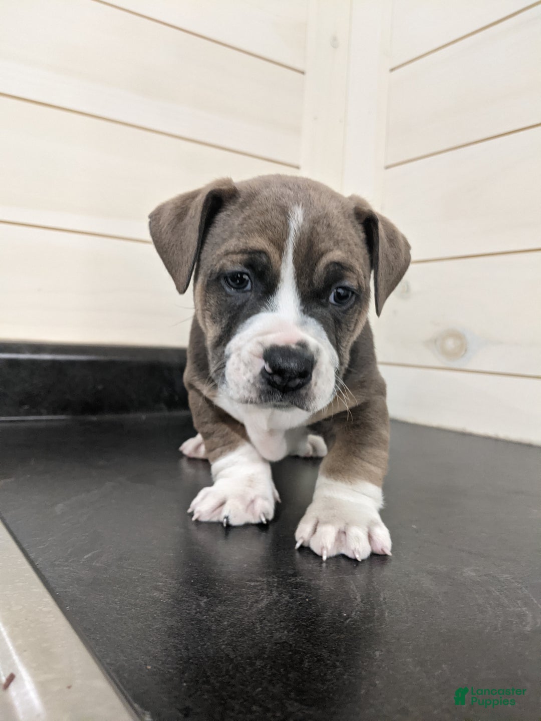 Mixed Breed dogs for sale: Carter - Ad 2