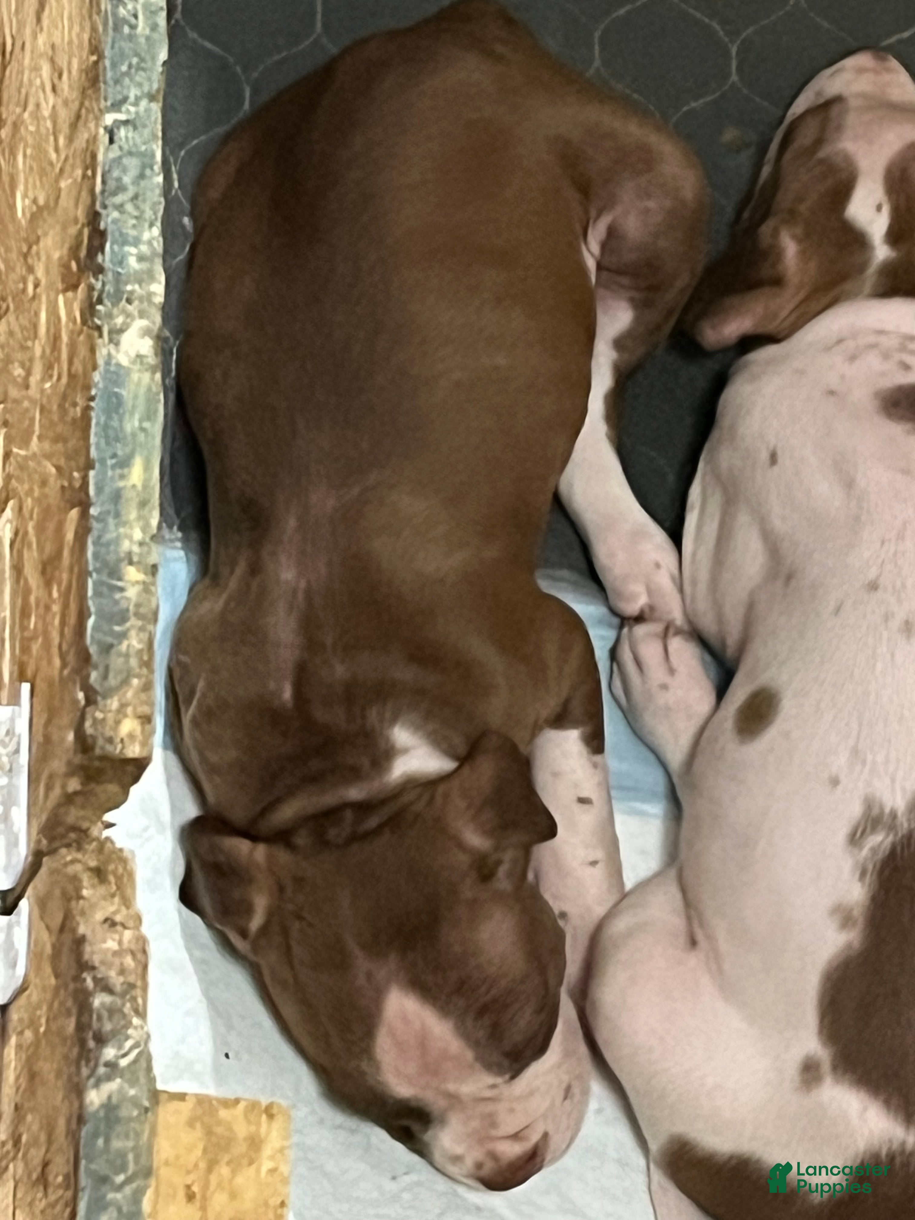 Bull Terrier