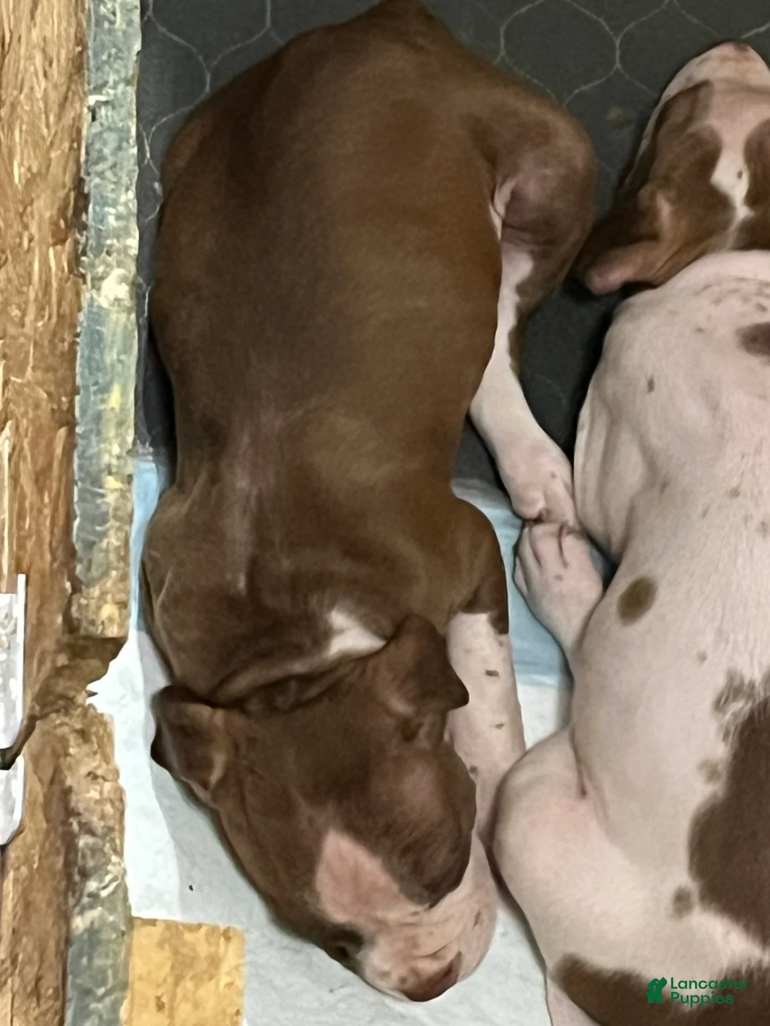 American Pit Bull Terrier dogs for sale: American Pit Bull Terrier 5 - Ad 1