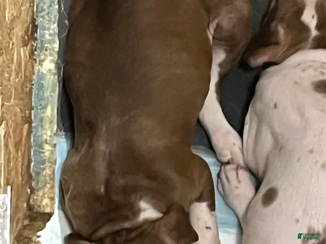 American Pit Bull Terrier dogs for sale: American Pit Bull Terrier 5 - Ad 1