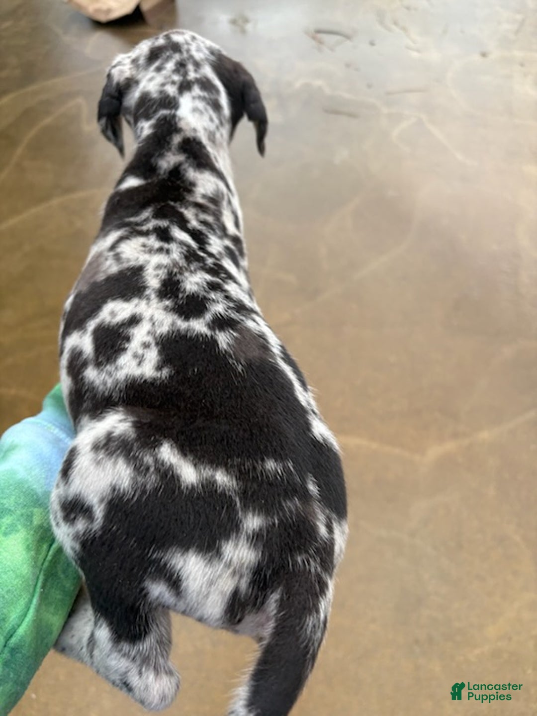 Great Dane dogs for sale: Female 1 - Ad 2