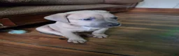 Mixed Breed dogs for sale: Mustard  - Ad 4