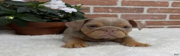 English Bulldog dogs for sale: Skye - Ad 2
