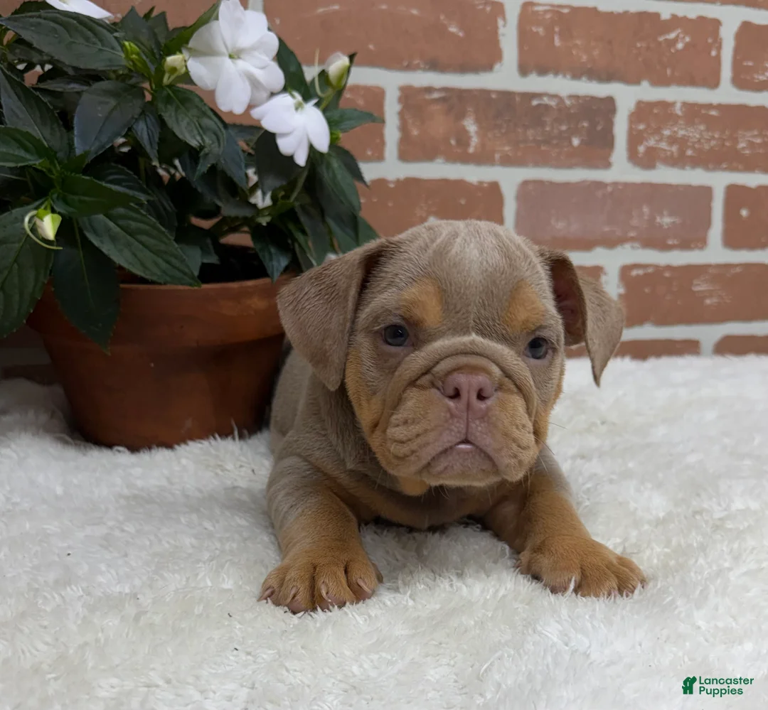 English Bulldog dogs for sale: Skye - Ad 2