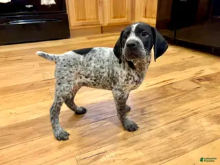 German Shorthaired Pointer dogs Elvira - Ad 11