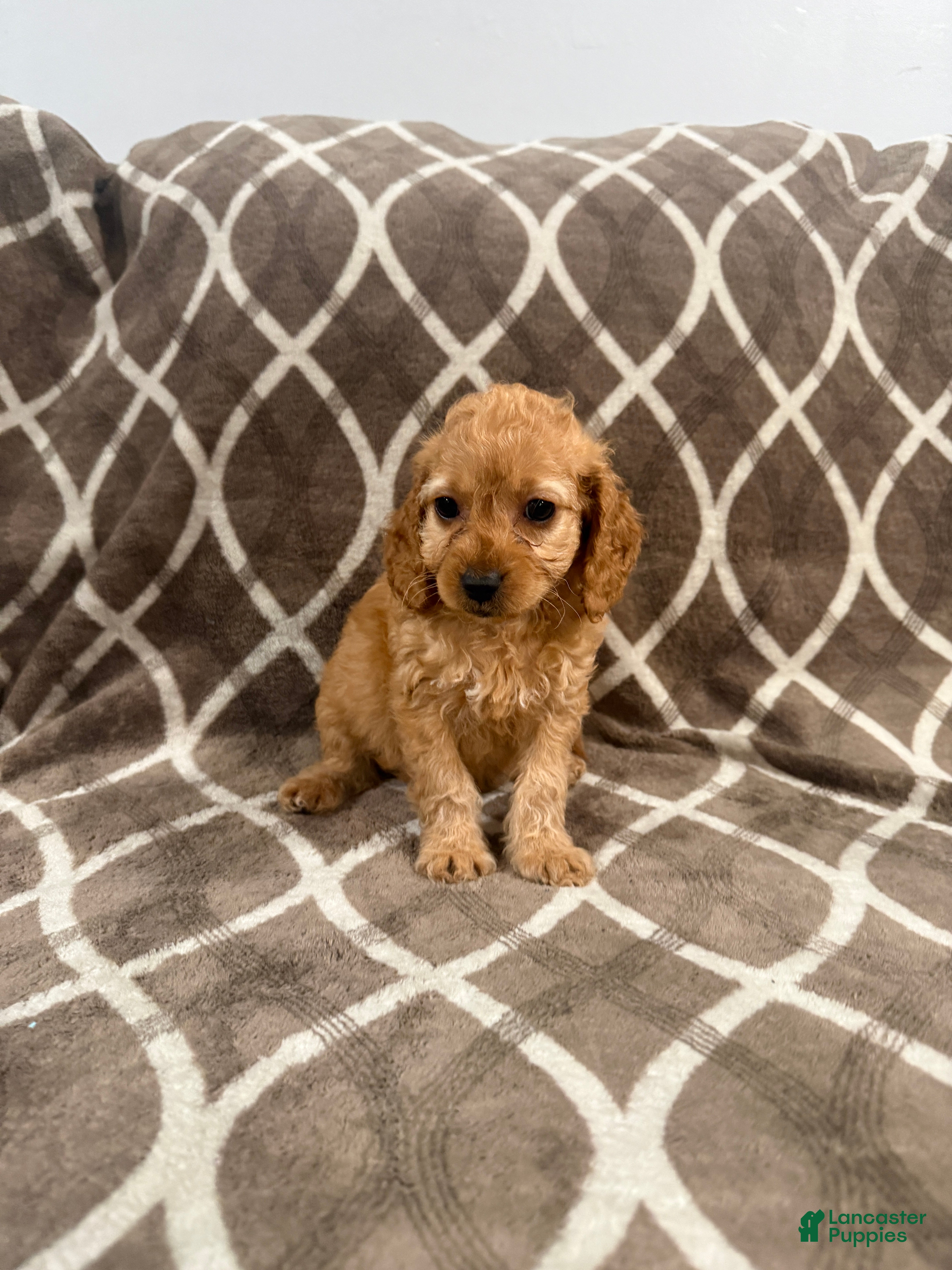 Cockapoo dogs Rocky - Ad 2