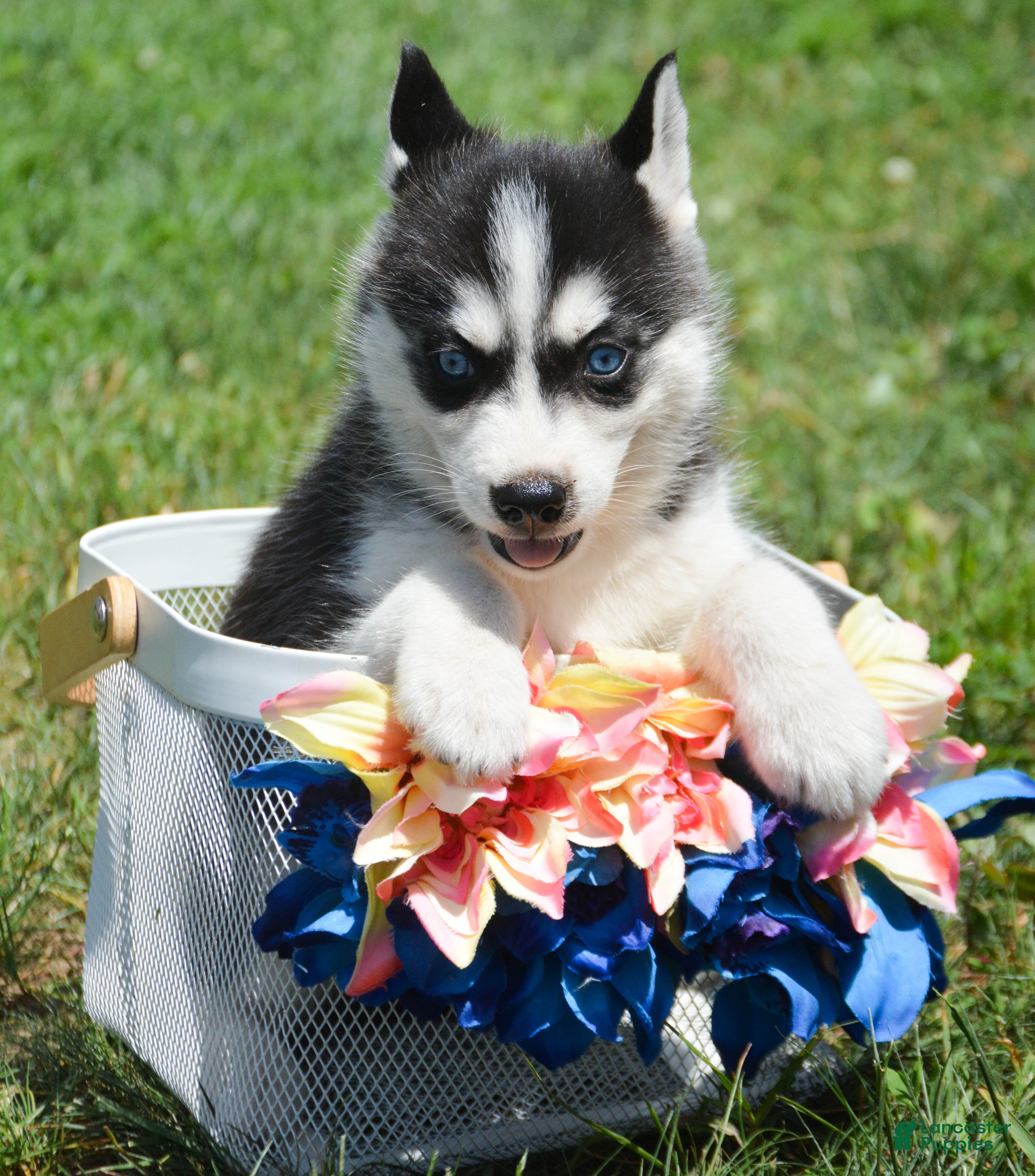 Siberian Husky dogs Hollie Siberian Husky F - Ad 29