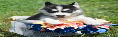 Hollie Siberian Husky F