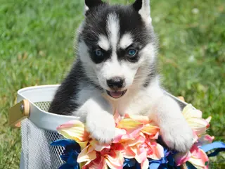 Siberian Husky dogs Hollie Siberian Husky F - Ad 29