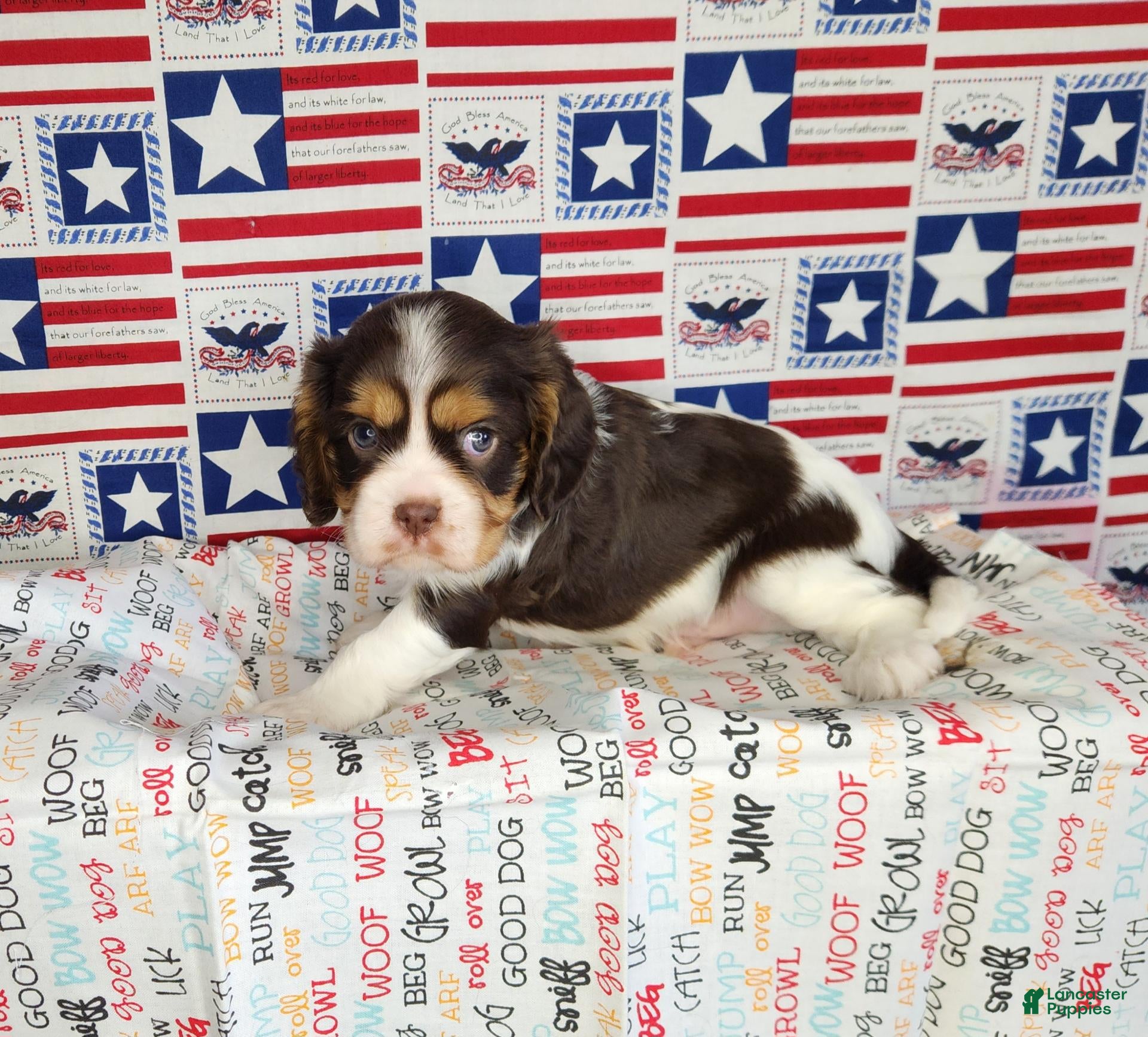 Cavalier King Charles Spaniel dogs Chocolate chip  - Ad 2