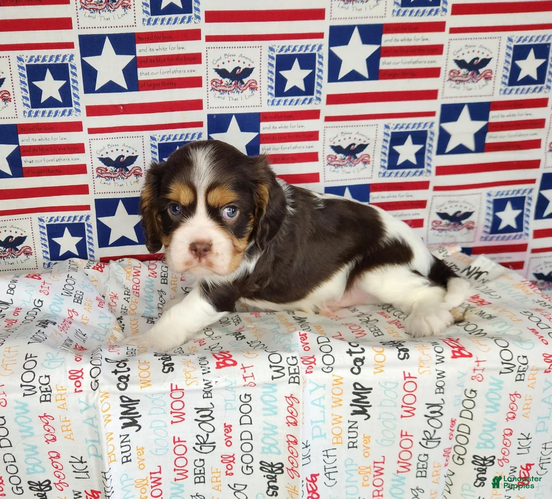 Cavalier King Charles Spaniel dogs for sale: Chocolate chip  - Ad 2