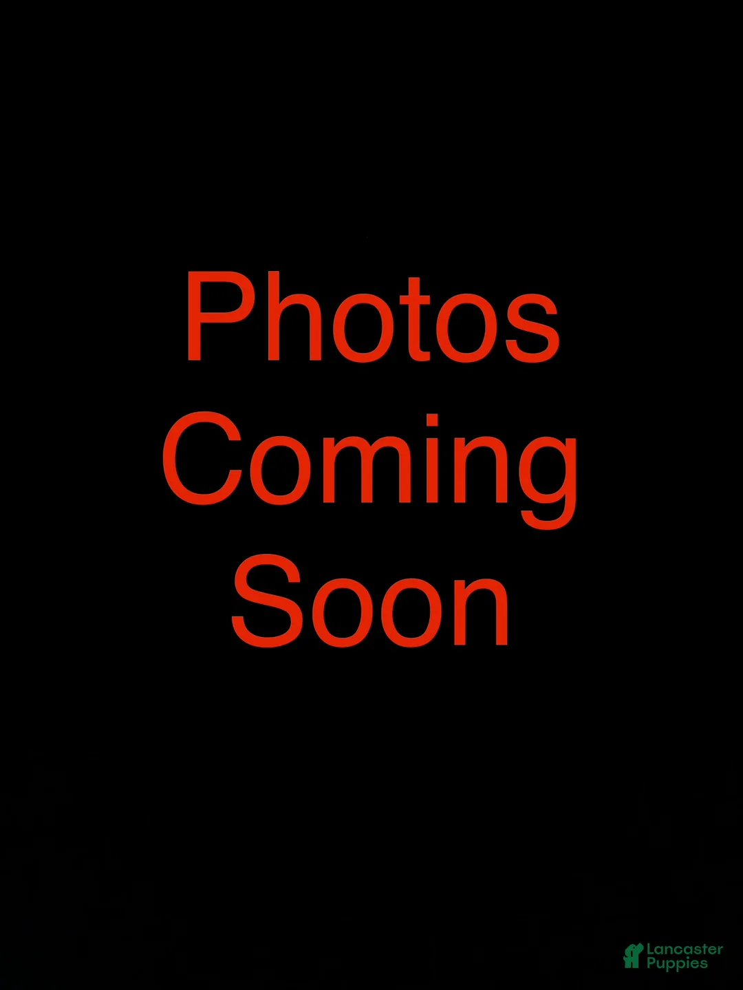 Great Pyrenees dogs for sale: Great Pyrenees Puppy 1 - Ad 4