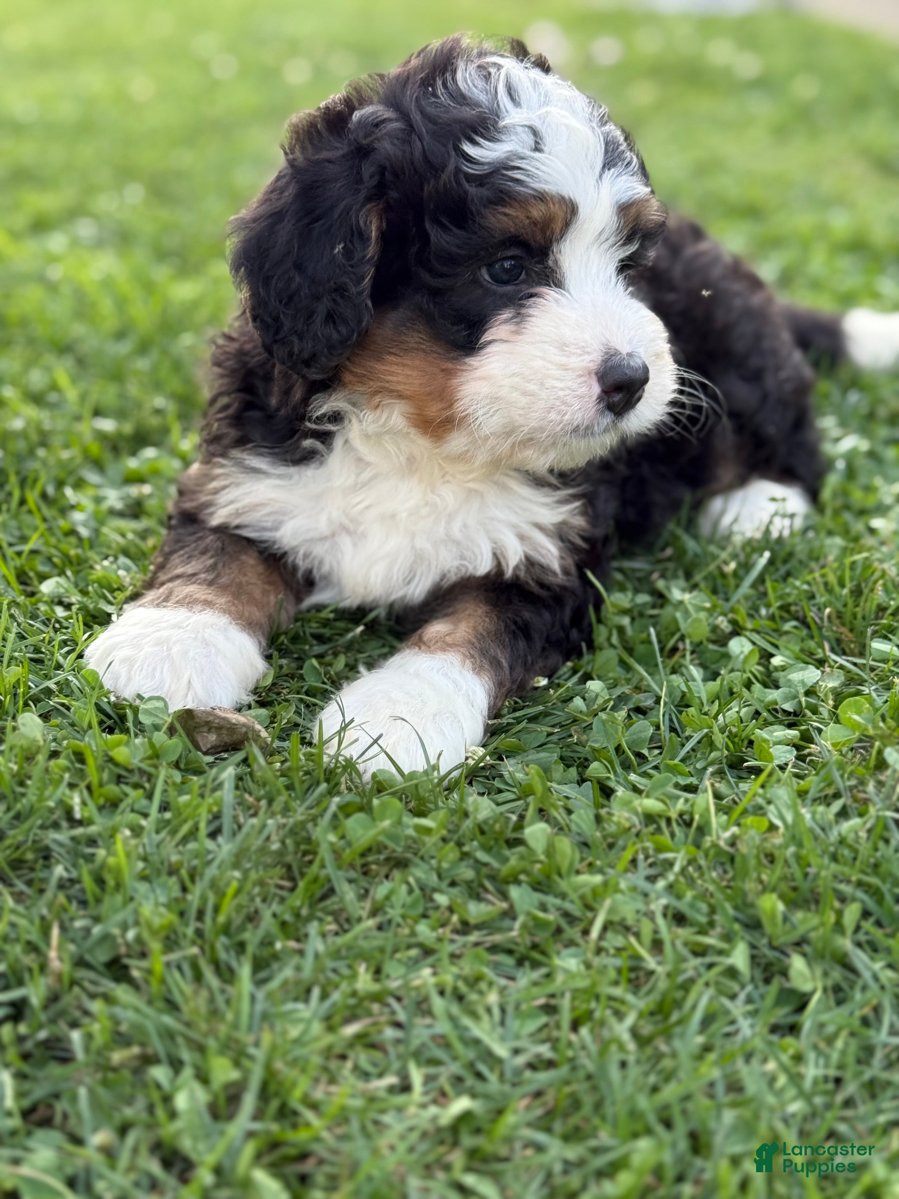 Mini Bernedoodle dogs Roamer - Ad 2