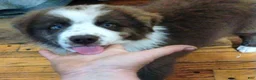 Australian Shepherd dogs for sale: Rocky - Ad 6