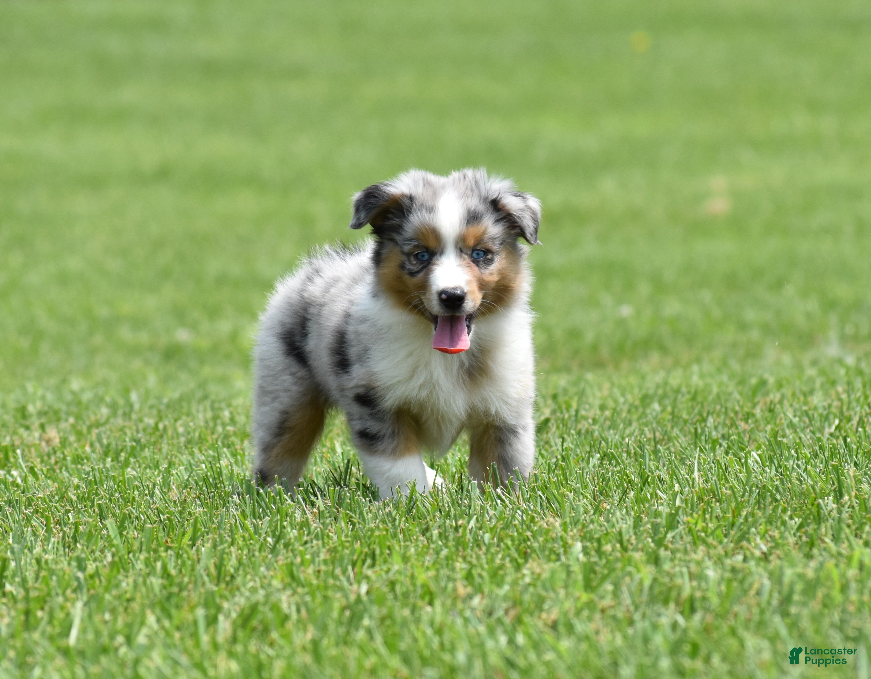 Miniature Australian Shepherd dogs London - Ad 1