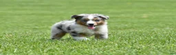 Miniature Australian Shepherd dogs for sale: London - Ad 1