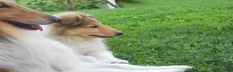 Collie dogs for sale: Baker  - Ad 4