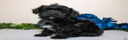 Yorkiepoo dogs for sale: James - Ad 2