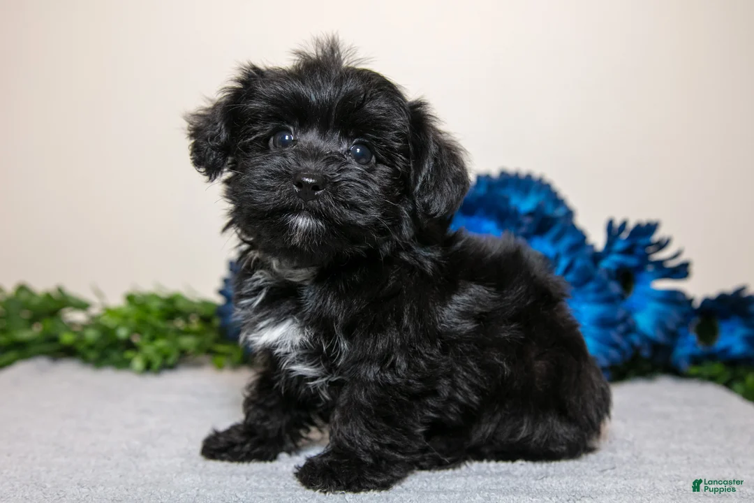 Yorkiepoo dogs for sale: James - Ad 2
