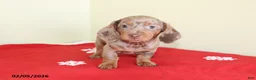 Miniature Dachshund dogs for sale: Tootsie - Ad 3