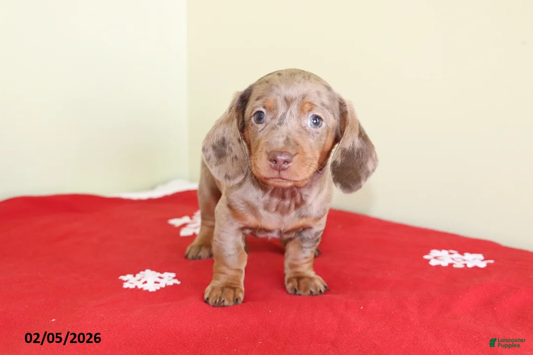 Miniature Dachshund dogs for sale: Tootsie - Ad 3