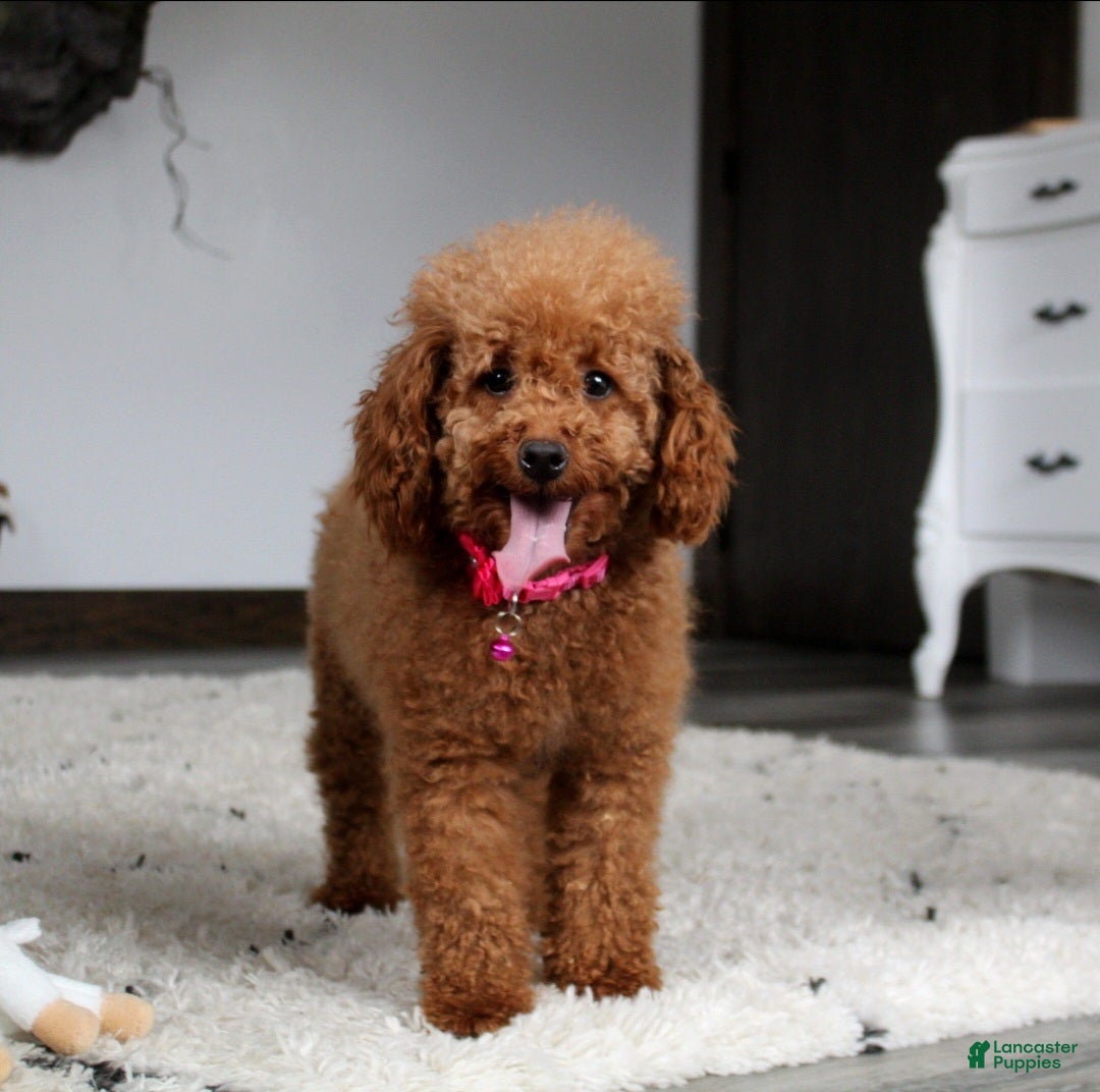 Toy Poodle dogs for sale: Bella - Ad 16