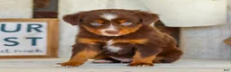 Miniature Australian Shepherd dogs for sale: Baxter - Ad 3