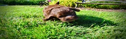 Havapoo dogs for sale: Coco - Ad 12