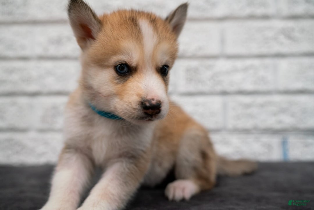 Gallery Image {{count}}