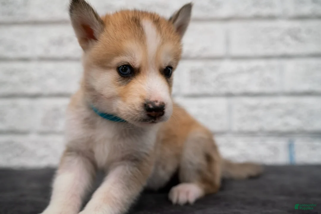 Gallery Image {{count}}