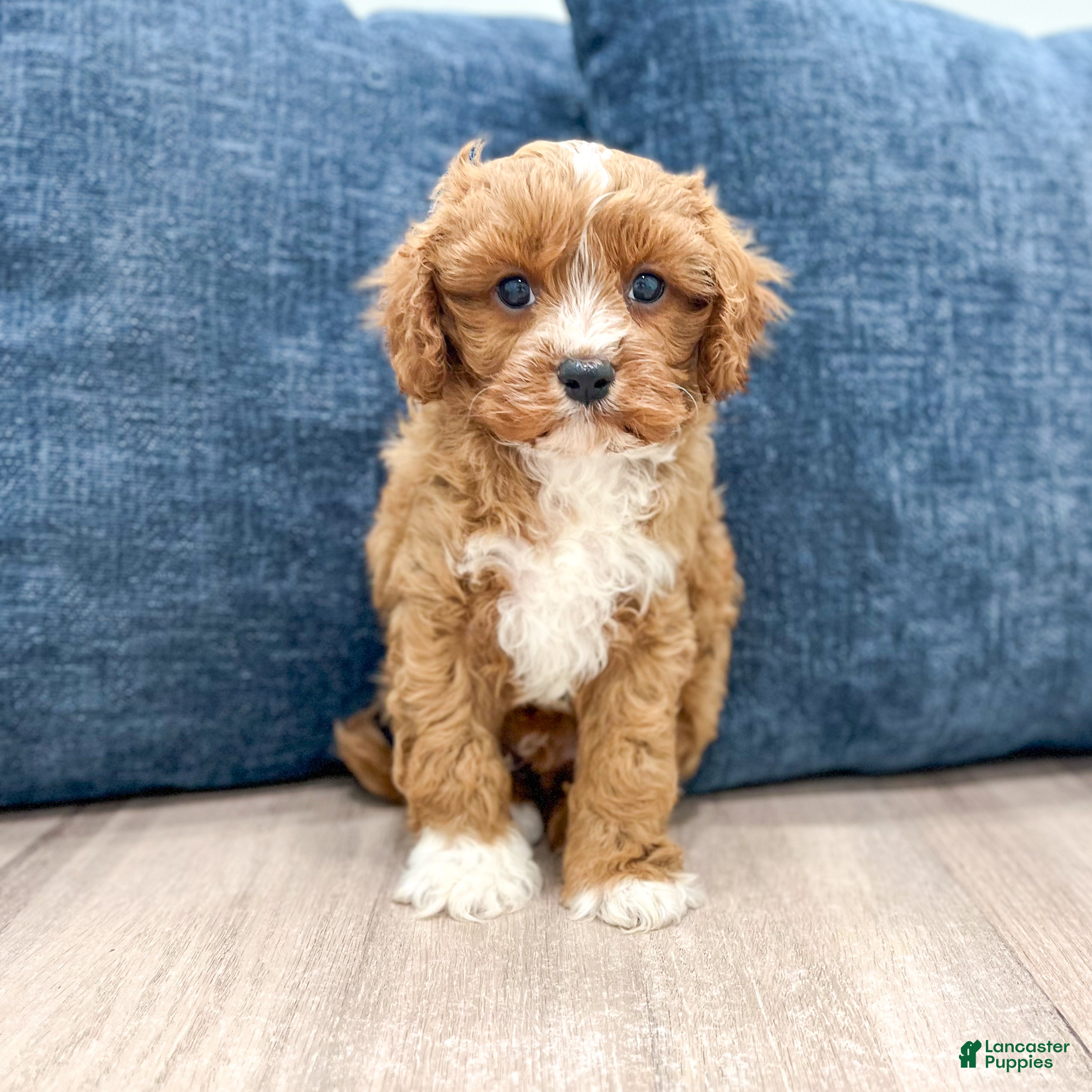 Cavapoo dogs Wyatt - Ad 1