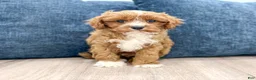 Cavapoo dogs for sale: Wyatt - Ad 1