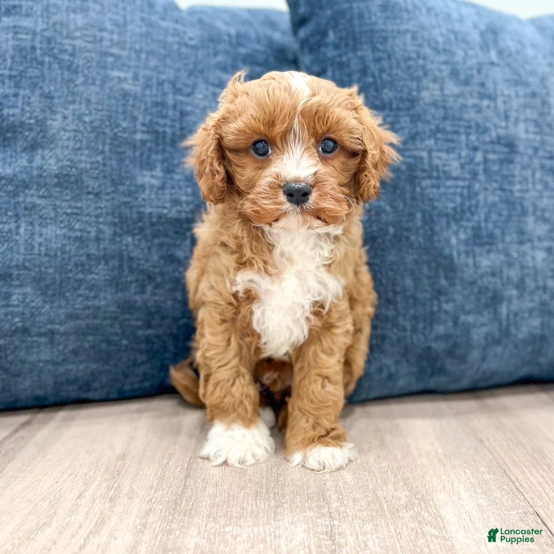 Cavapoo dogs for sale: Wyatt - Ad 1