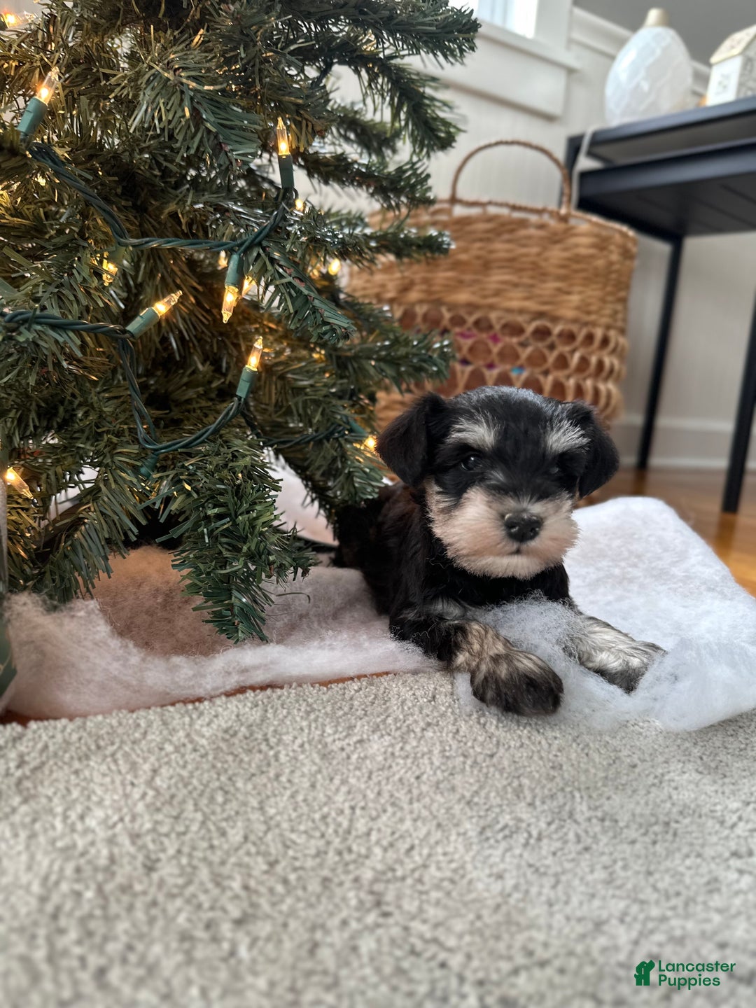 Miniature Schnauzer dogs for sale: Brody - Ad 3