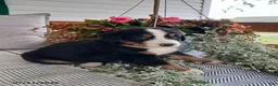 Bernese Mountain Dog dogs for sale: Anson - Ad 5